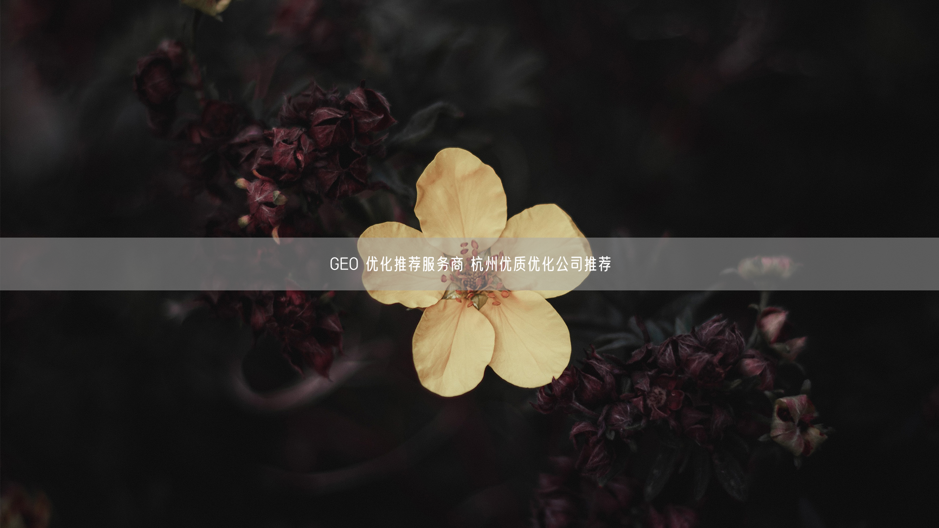 GEO 优化推荐服务商 杭州优质优化公司推荐